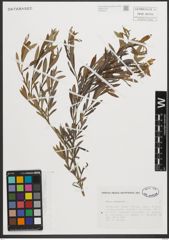 Foto von Salix purpurea L.
